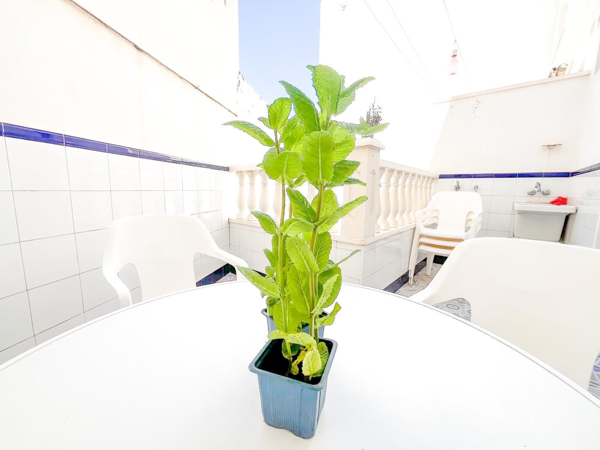 Accommodatie bij particulieren Cercana Al Mar